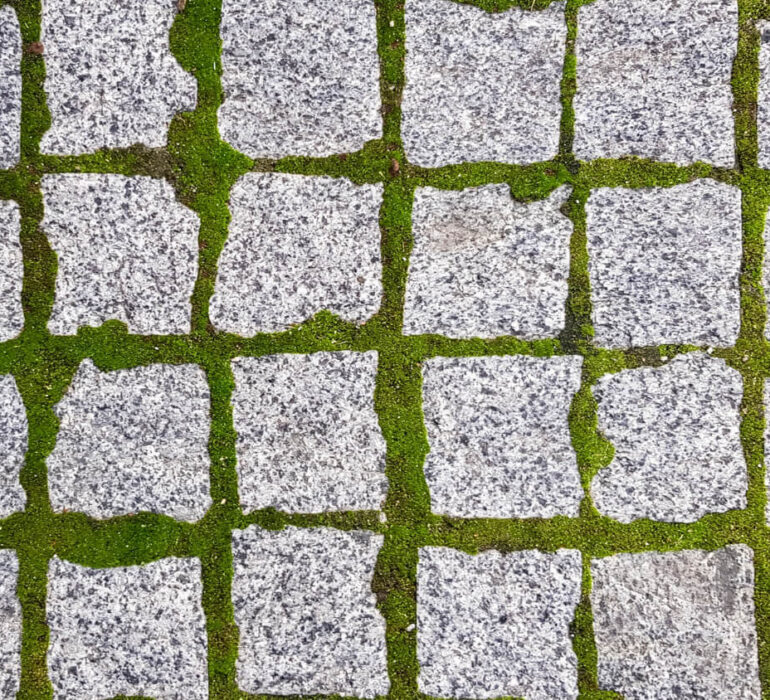 Jak usunąć mech z kostki brukowej? Sprawdzone metody i porady