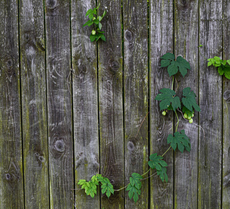 Jak usunąć zielony nalot na drewnianym płocie?