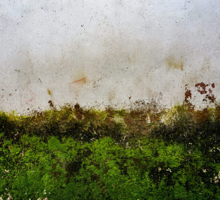 Glony na elewacji – przyczyny i sposoby ich usunięcia